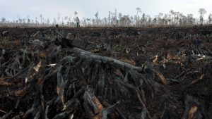 verbrannter Regenwald in Indonesien